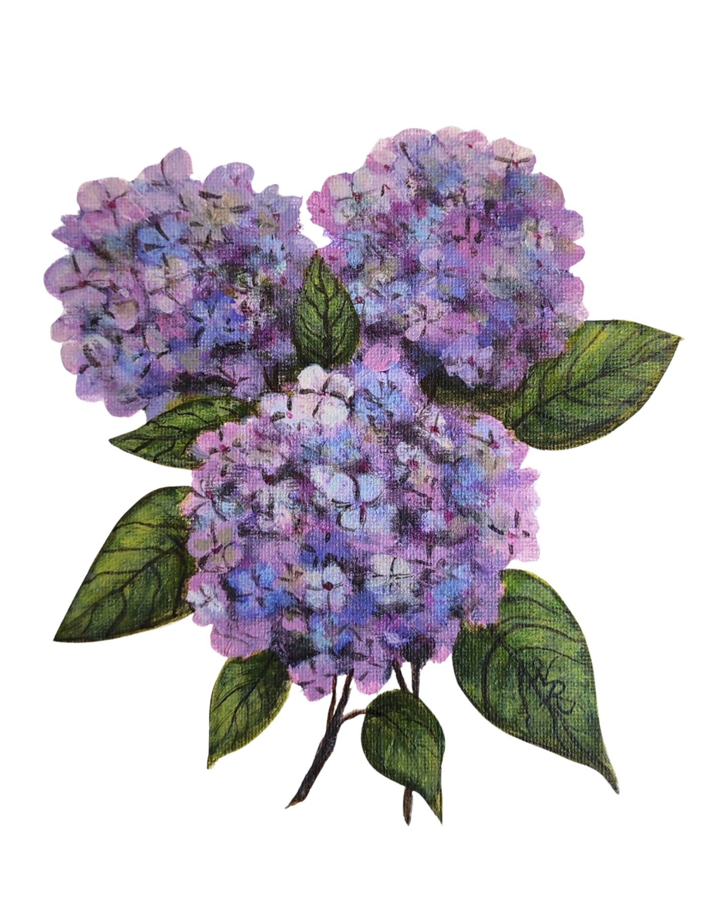 Hydrangea Bloom - Print