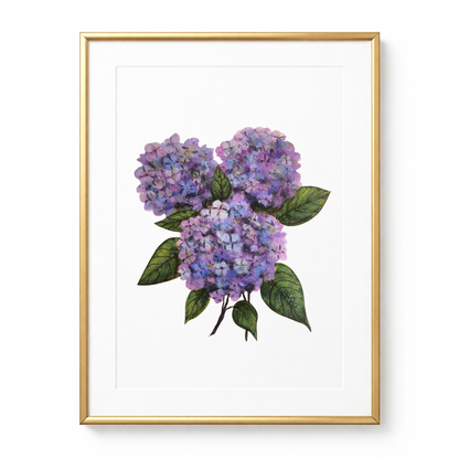 Hydrangea Bloom - Print